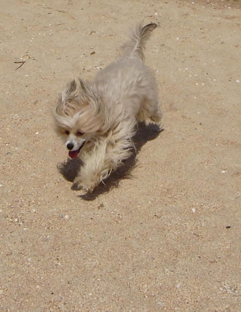 Zheneva-Debjut Cheriomyha