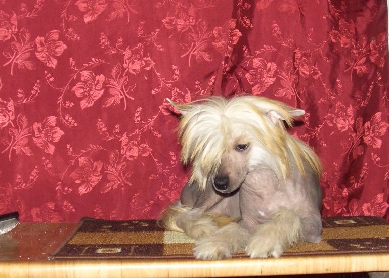 Zheneva-Debjut Pani Valevska