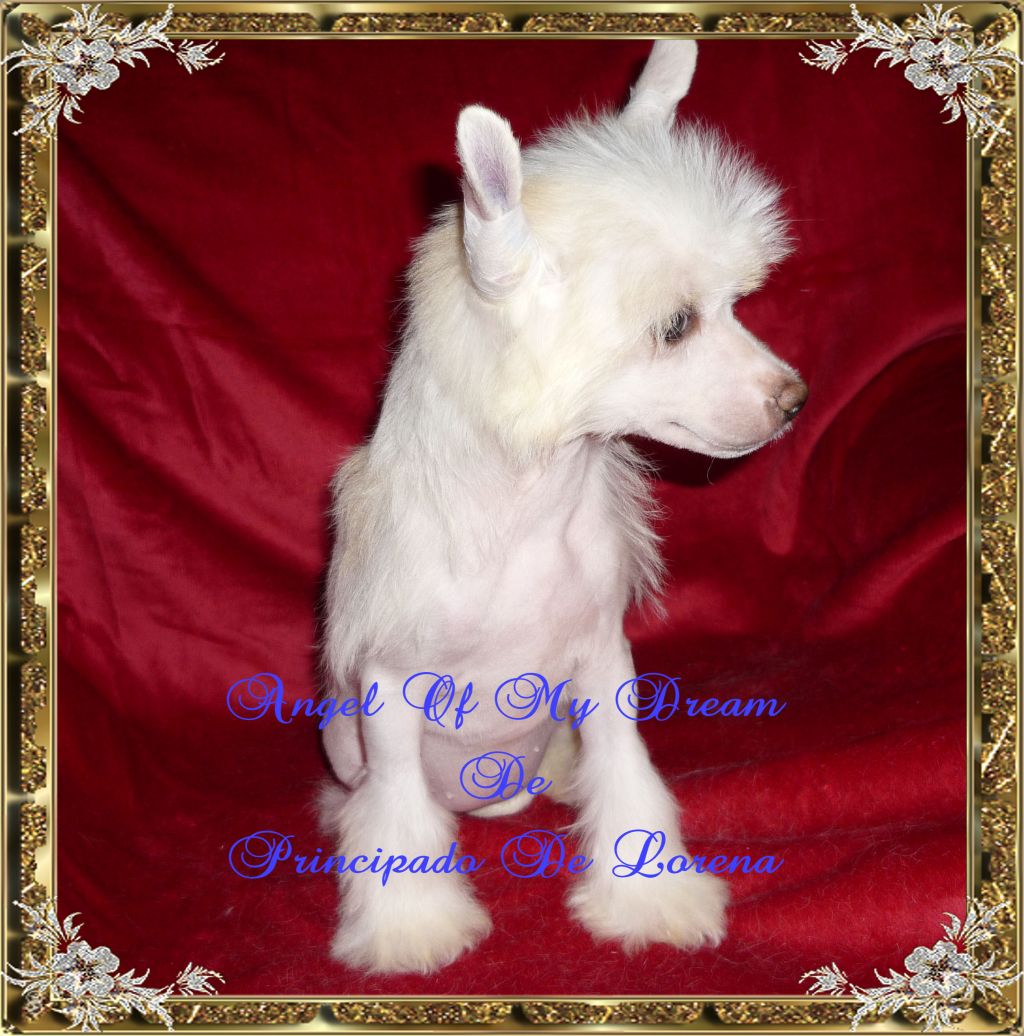 Angel of my Dream de Principado De Lorena