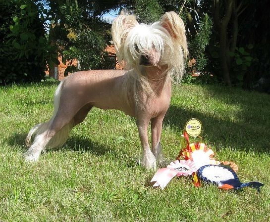 Tangomanija Tutti-Frutti