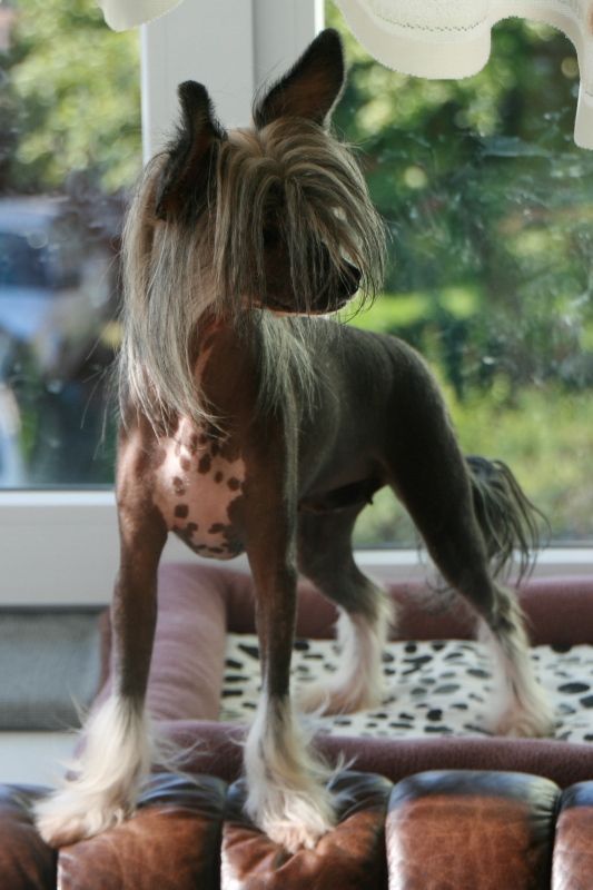 Tangomanija Terra-Incognita