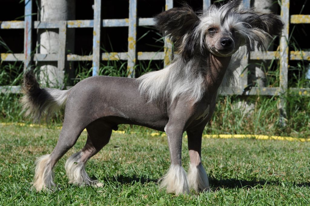 Poulot's Be My Bad Boy