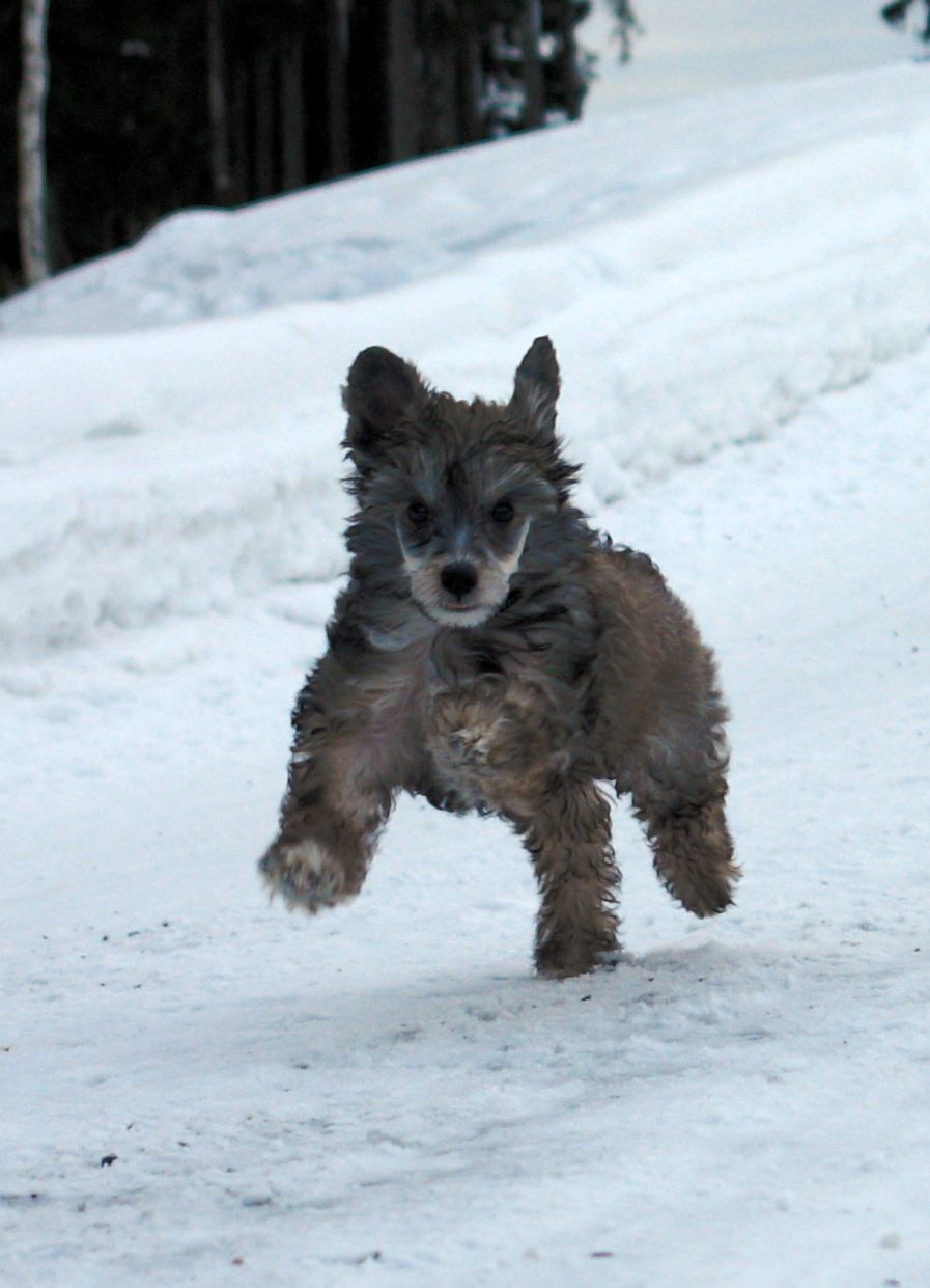 Poulot's Be My Lover