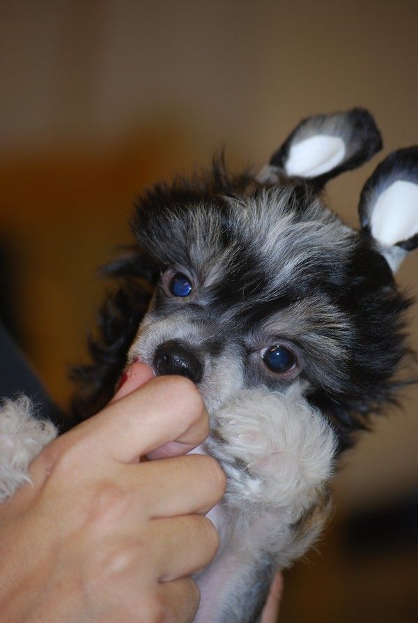 Love Over gold's Conny nobell