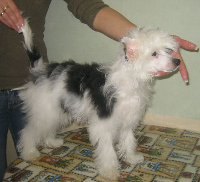 Bertinka Krasivaia Kartinka