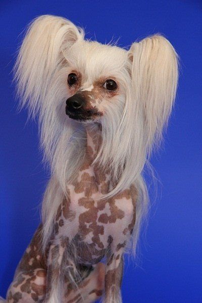 Bilashka Milaia Mordashka