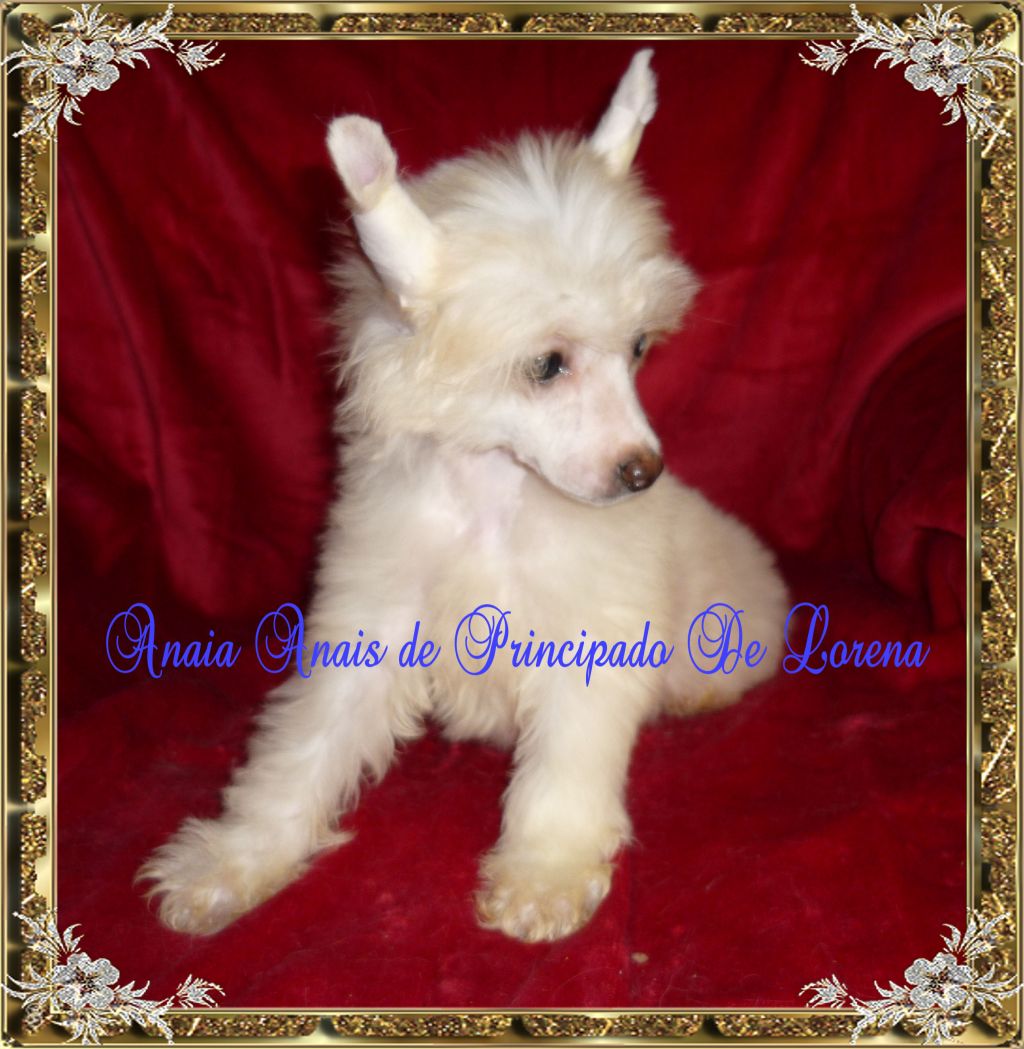 Anais Anais de Principado De Lorena