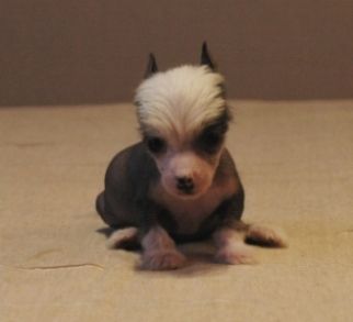 Interpol Little Champs