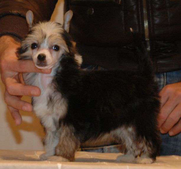 Insolente Little Champs