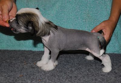 "Princess Leia's Living On A Prayer"