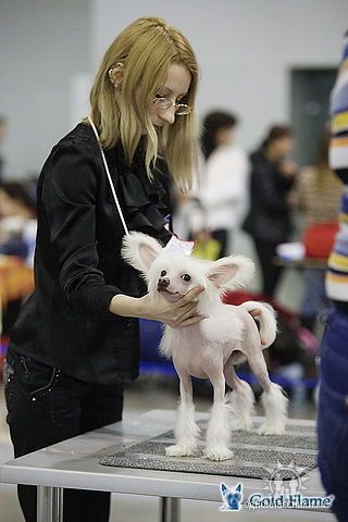 Plamya Ognya  Faier Ledi