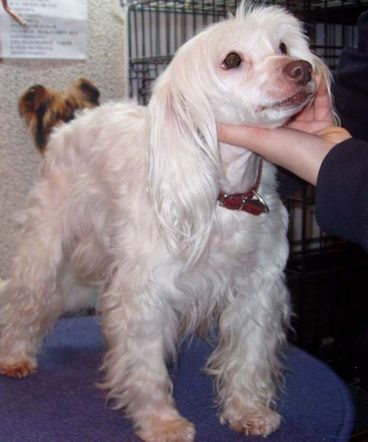 Strong Style Reikjans