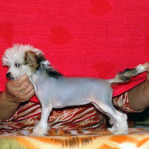 Alvine Band Paulinka