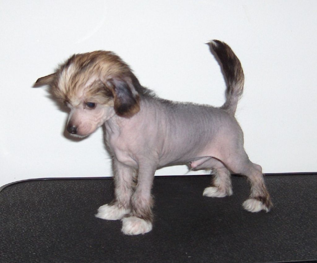 Goldenbay's Backstage Star