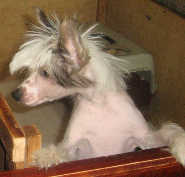 Edmon Chetveronogij Gurman