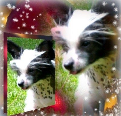 Aramis von Tif-tin-chi