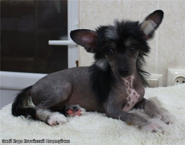 Kado Kitaiski Potcelui Anew