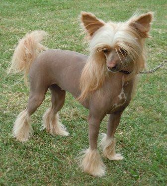 Konishiki Daring Debut