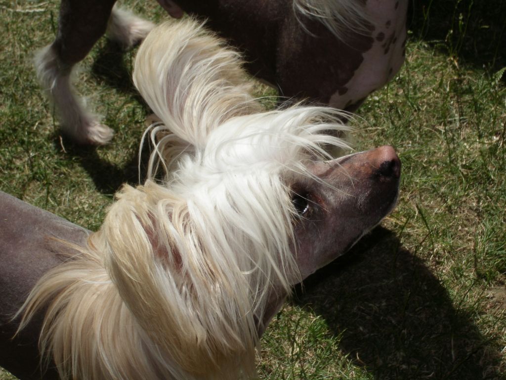 Konishiki Dead Ringer