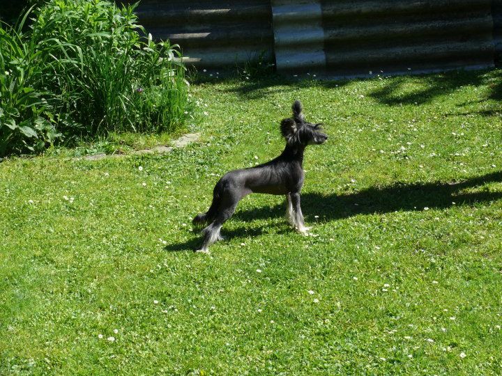 Black Molly Milfra-Moravia