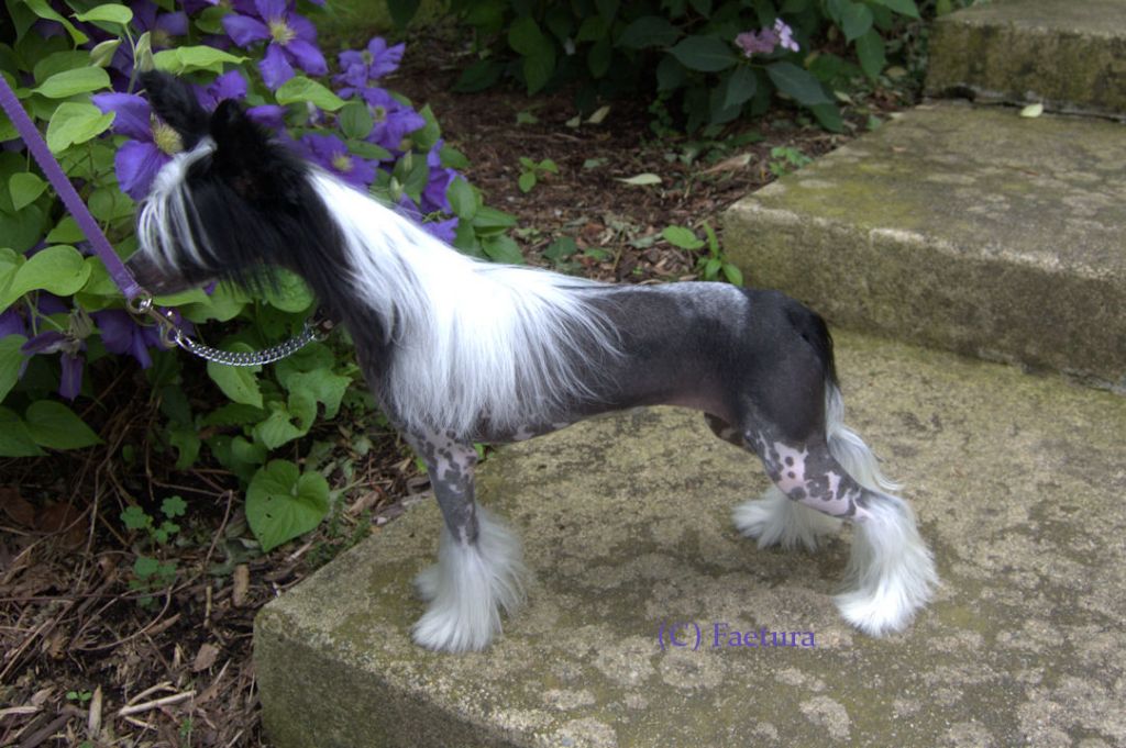 Faetura Could This Be Love?