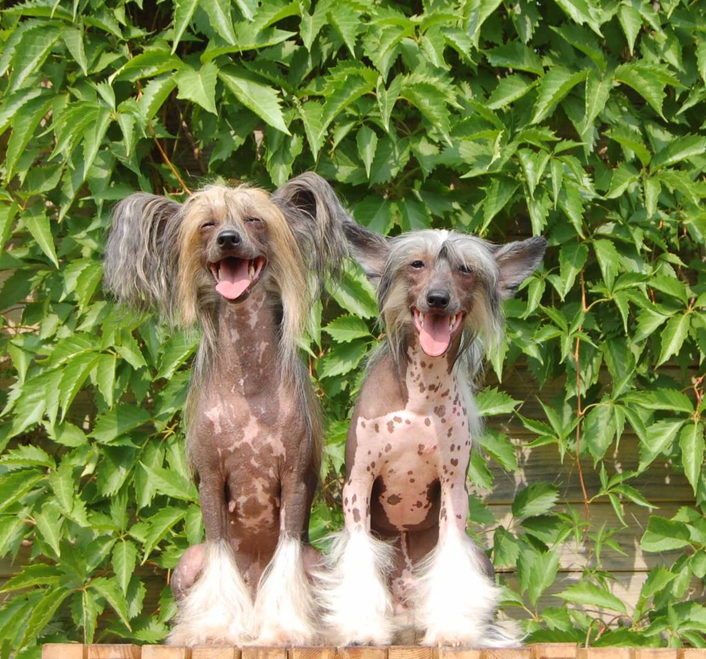 Gidaori Tabasco True Magnifisen