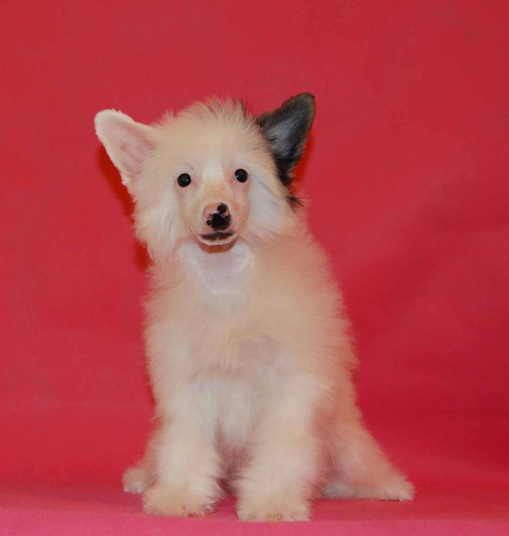 Gidaori Tiffany True Magnifisen