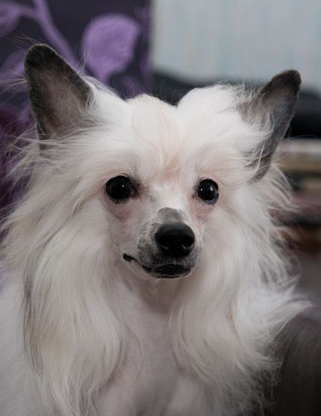 Gidaori Trinity True Magnifisen