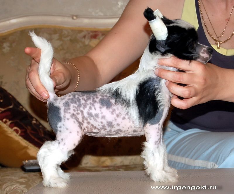 Irgen Gold Ze Onli Manjik Tach