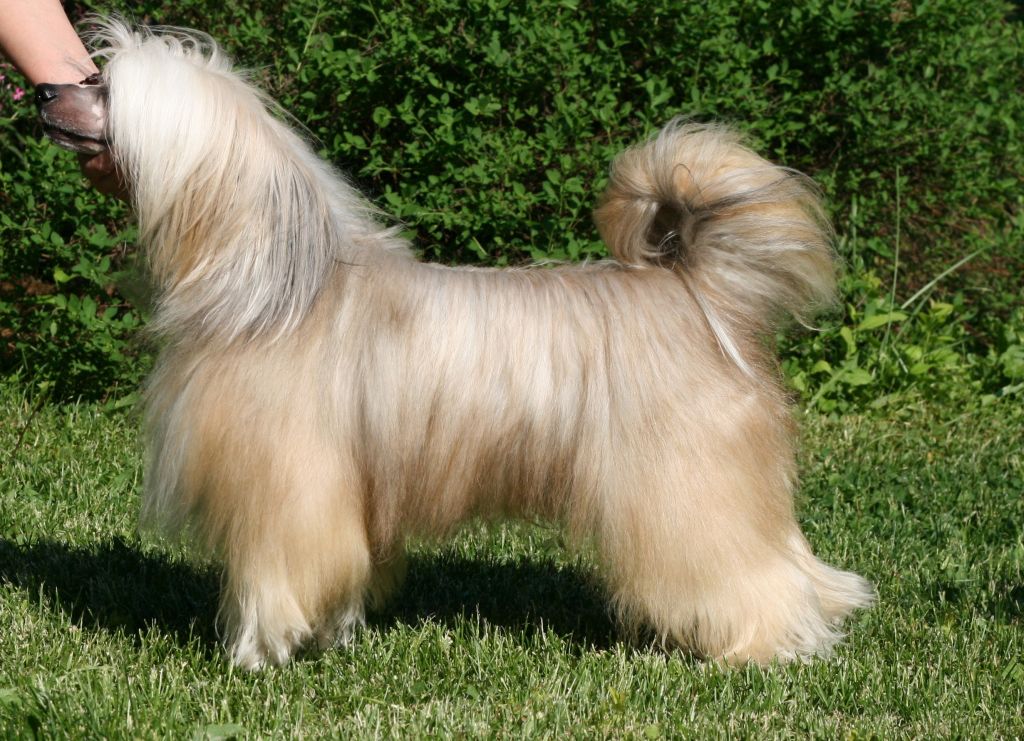 Dry Martini Sua Sponte