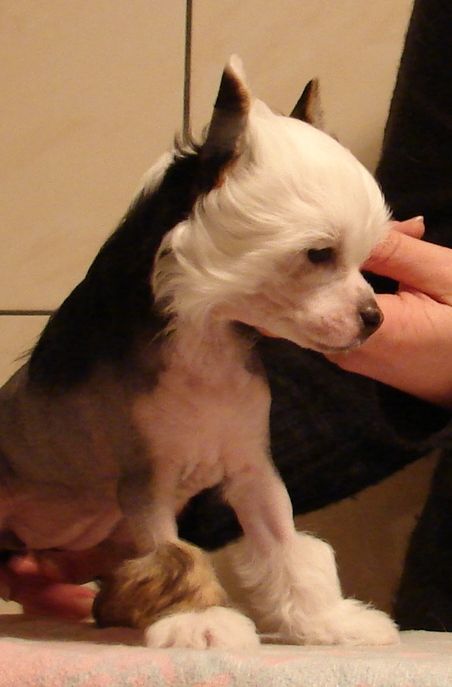 Delightful Margerita Sua Sponte