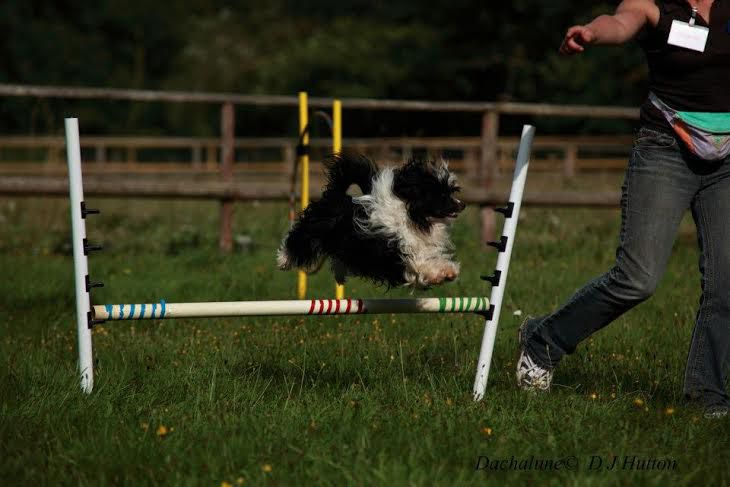 zerachiel ready to rumble SHCM