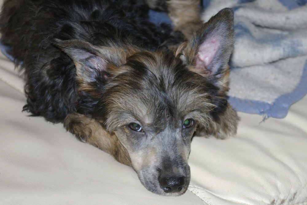 Shamusajo's Arcturus