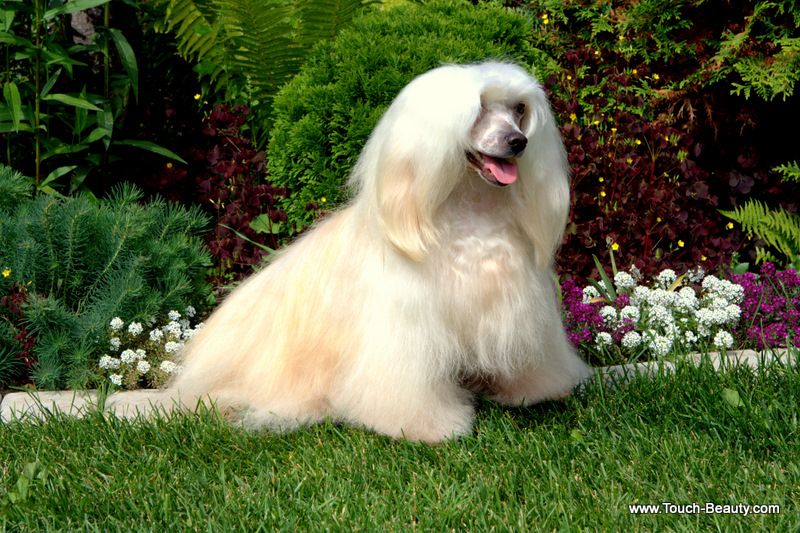 Azalia Belosnezhnaya Medveditsa