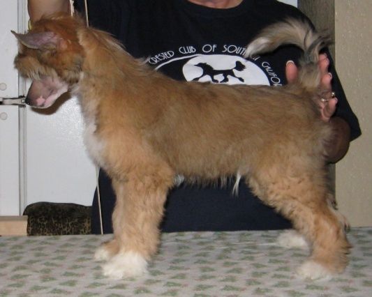 Shida Wears English Leather