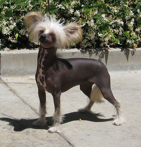 Shida a Few Drops of Shalimar