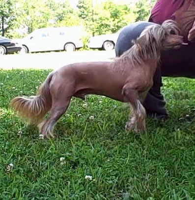 Sakkarra Paint The Town Chocolate!