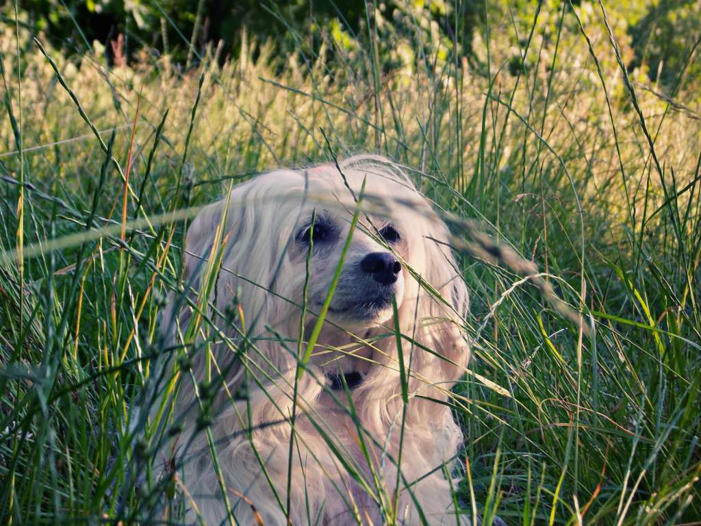 Anita Vostochnaya Skazka