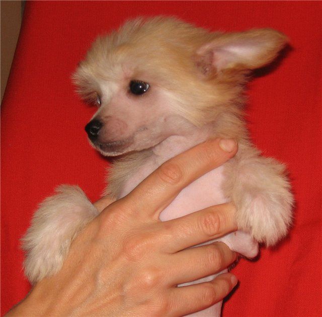 Vivat Yuslav Avionika