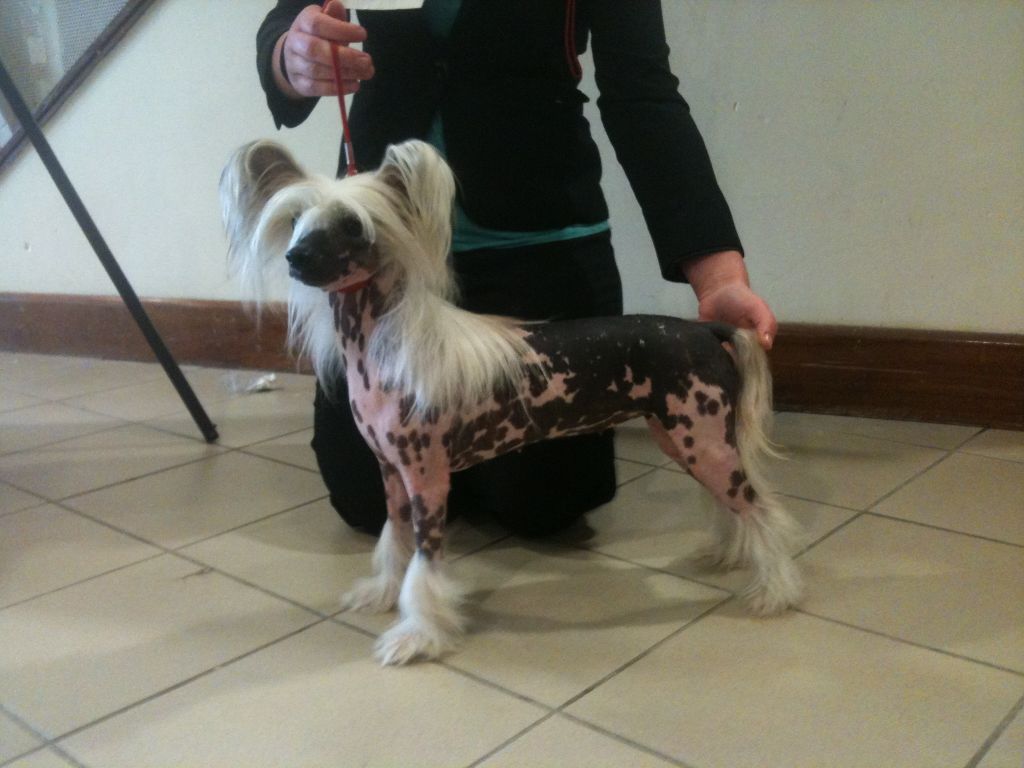 Queensberry von Shinbashi