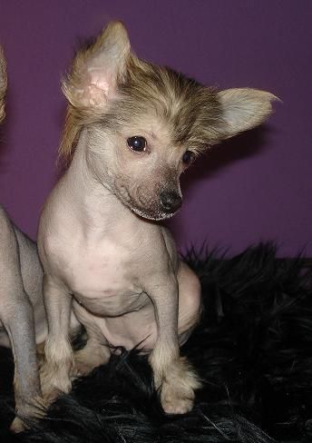 Feels Like Fire of Angel's Legacy