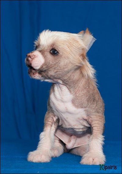 Apriori Vip Shine Brightly