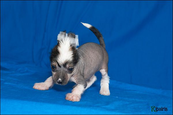 Apriori Vip Shatobrian 