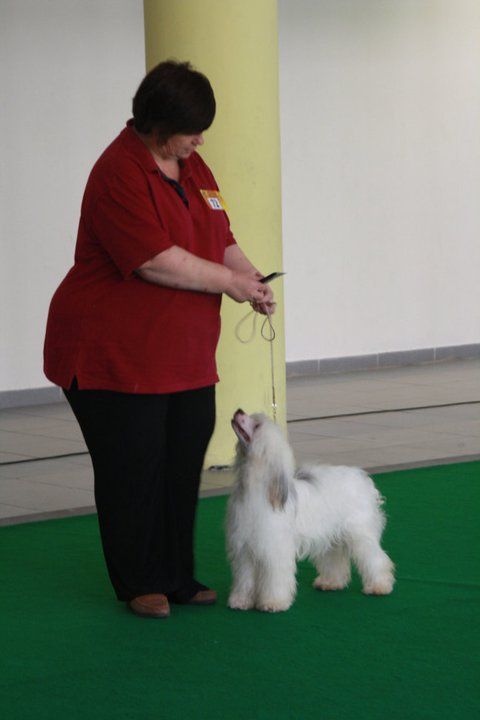 trishwish im bogey avec cazianik