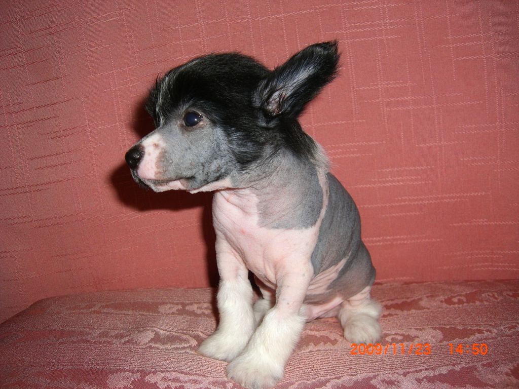 Eldorado Elliot Jangoljatko