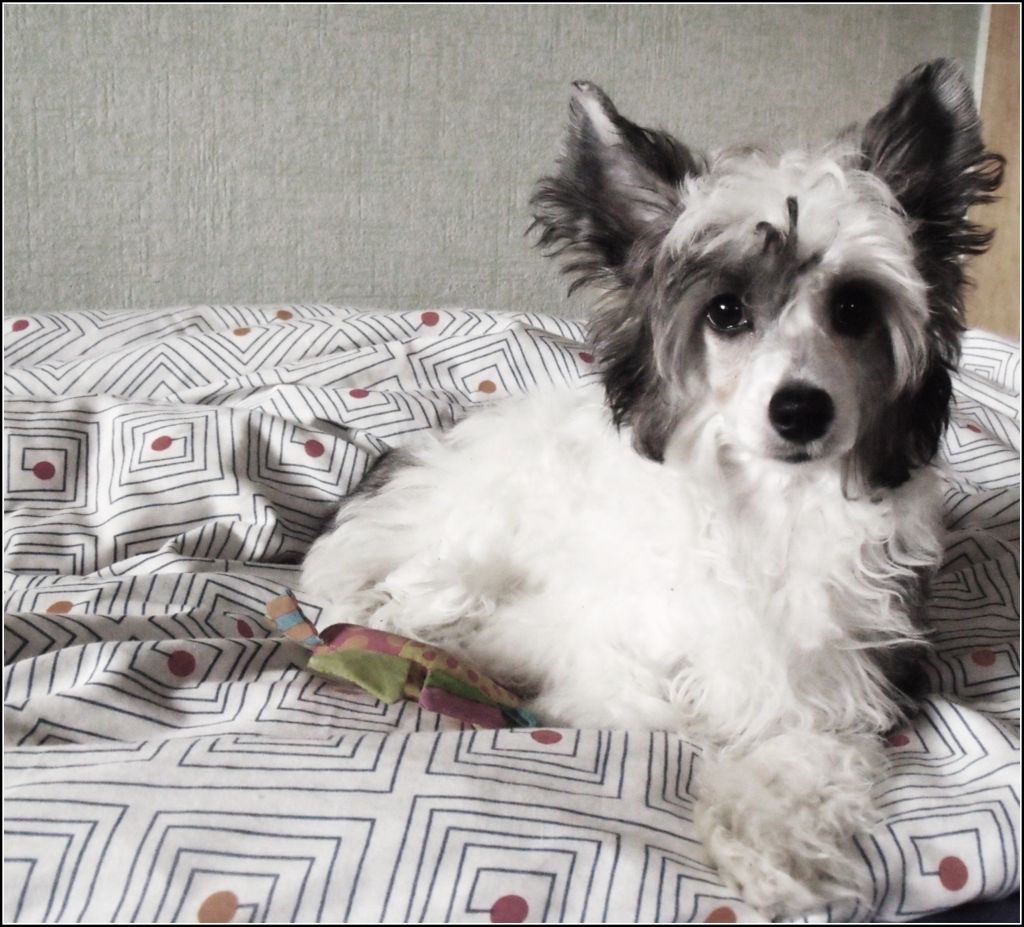 Cristall Love La Vendjes