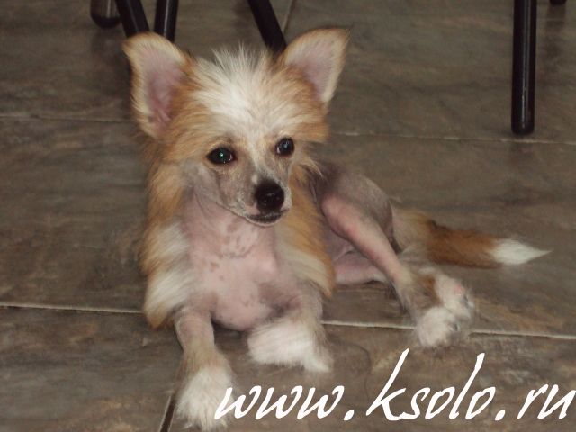 Vladychisza Ognya Ksolo Club iz Zelenoy Roshi