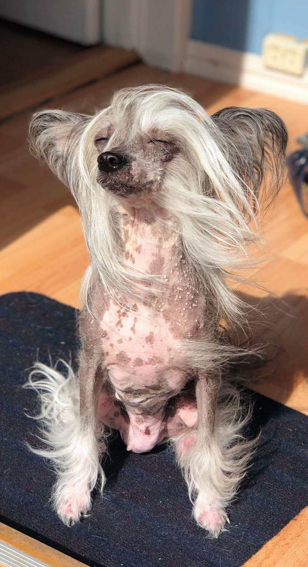 Poulot's Can't Stop Me