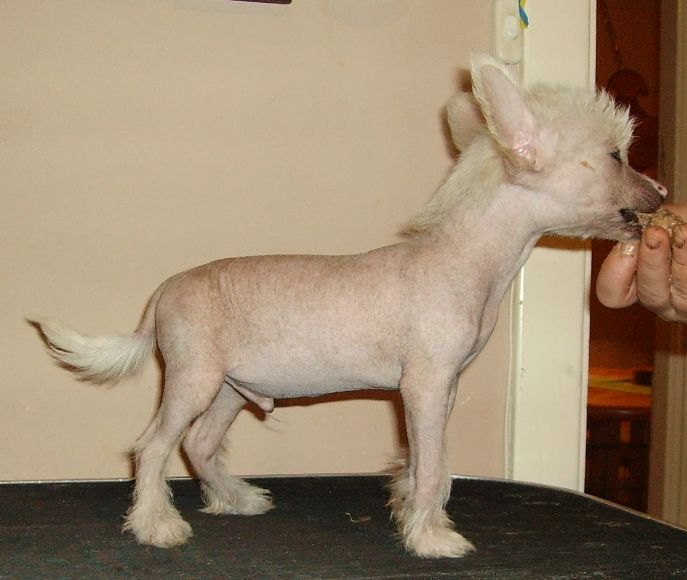 Golden dream star's Boy to Lohamra