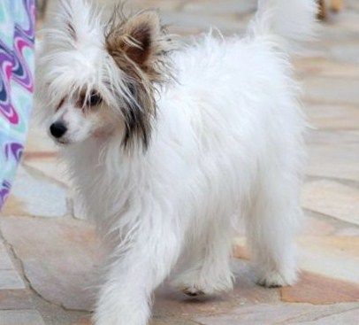 Frendor's Scramble Eggs